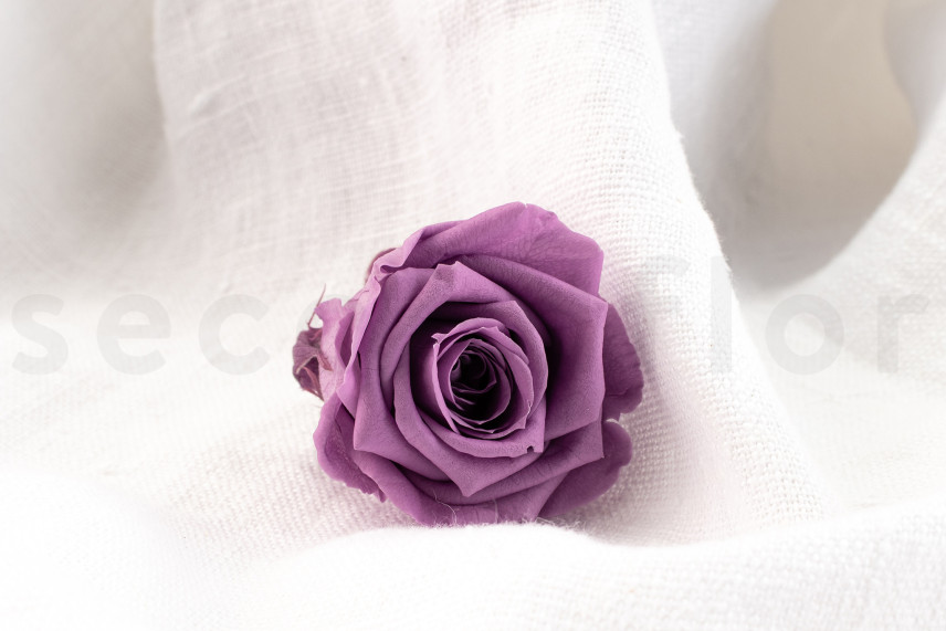 Rosa preservata Verdissimo M - Scatola da 12 - Lilac