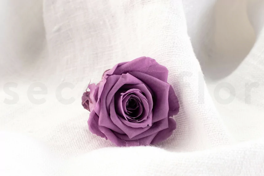 Rose stabilis&eacute;e M Lilas (x12)