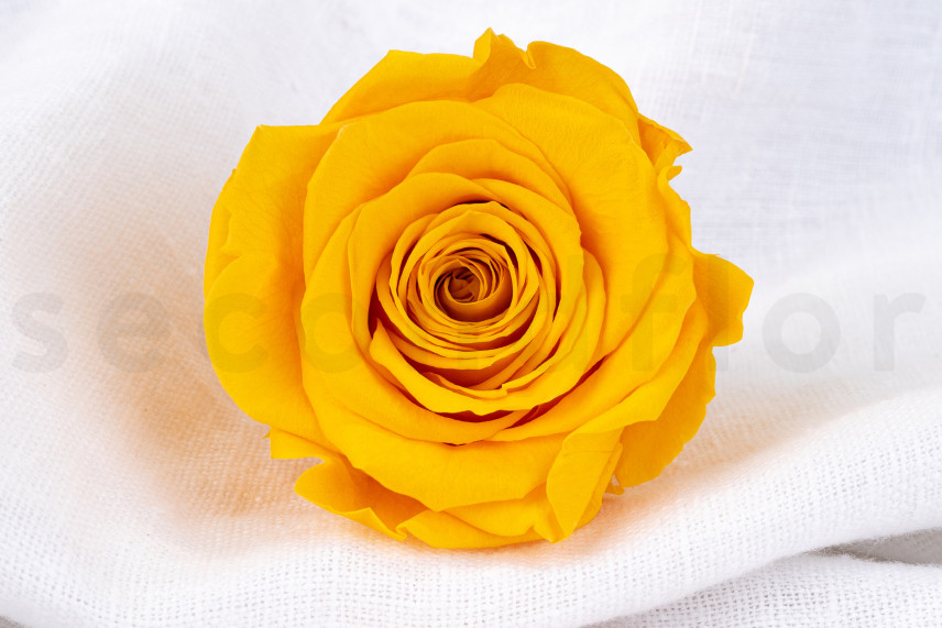 Rosa preservata Verdissimo XL - Scatola da 5 - Warm Yellow