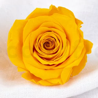 Rose stabilis&eacute;e XL Warm Yellow (x5)