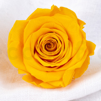 Stabilized rose Verdissimo XL - Box of 5 - Warm Yellow