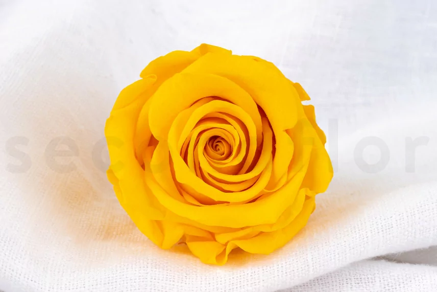 Rosa preservada Verdissimo L - Caja de 6 - Warm Yellow