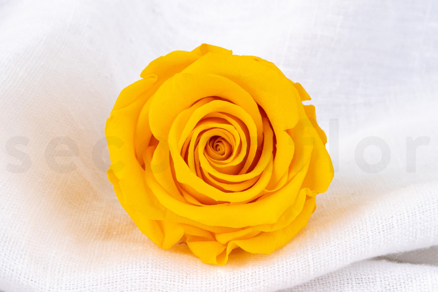Stabilized rose Verdissimo L - Box of 6 - Warm Yellow