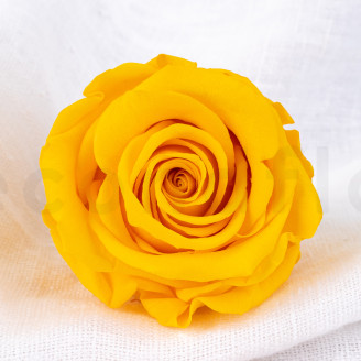 Stabilized rose Verdissimo L - Box of 6 - Warm Yellow
