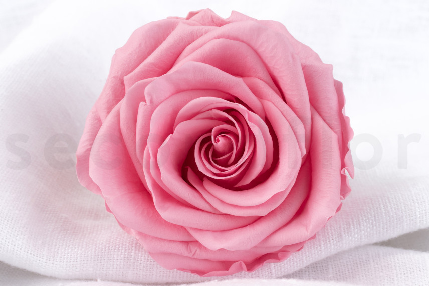 Rosa Verdissimo Premium preservata - Scatola da 4 - Pastel Pink