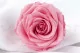 Rosa preservada Premium Rosa Pastel (x4) 1