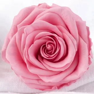 Rose stabilis&eacute;e Verdissimo Premium - Bo&icirc;te de 4 - Pastel Pink