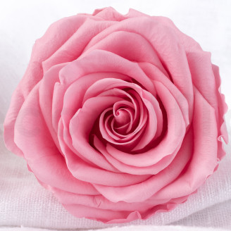 Rose Verdissimo Premium Stabilisiert - Verpackung 4 St. - Pastel Pink