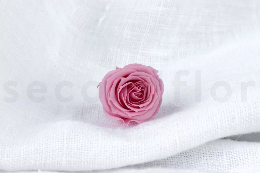 Konservierte Rose Princess Pastellrosa (x16)
