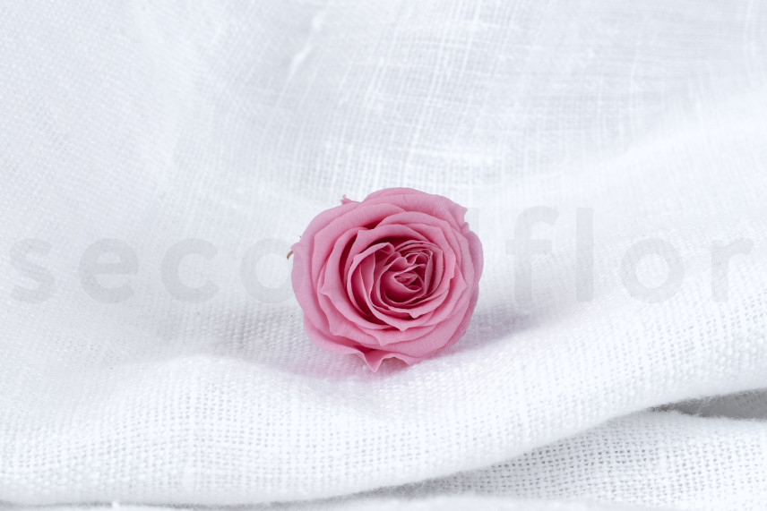 Rosa Princess Preservata - Scatola da 16 - Pastel Pink