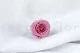 Rosa Princess stabilizzata Rosa Pastello (x16) 1