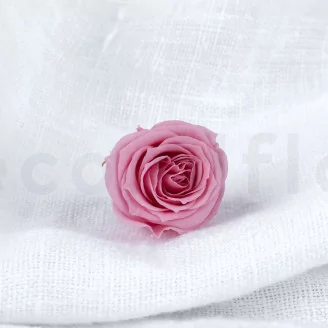 Rosa Princess stabilizzata Rosa Pastello (x16)