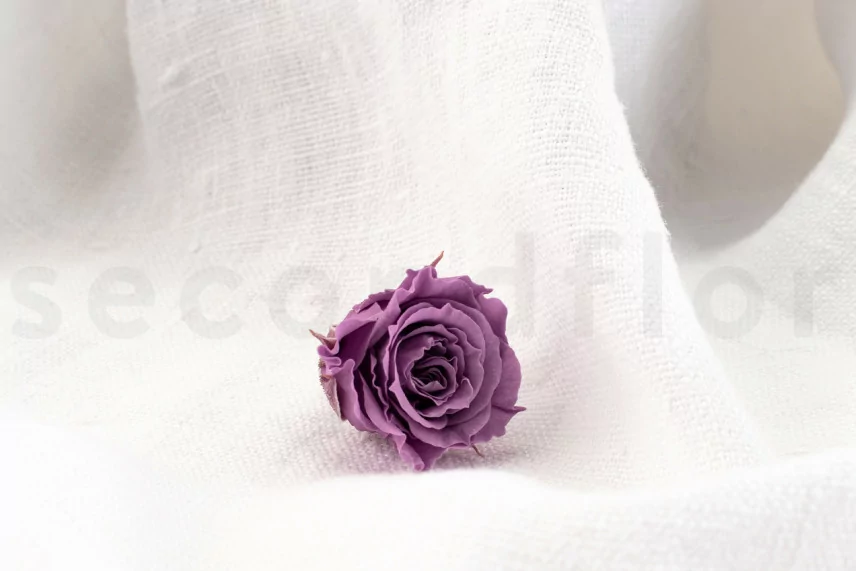 Rosa Princesa Preservada - Caja de 16 - Lila