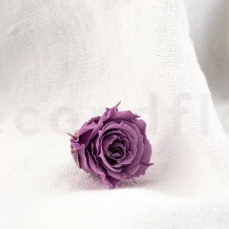 Rose Princess stabilis&eacute;e Lilas (x16)