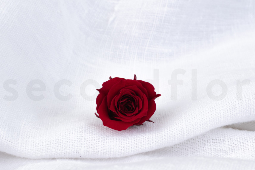 Rosa Princess Preservata - Scatola da 16 - Bordeaux