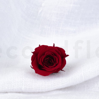 Rosa Princess Stabilizzata - Scatola da 16 - Bordeaux