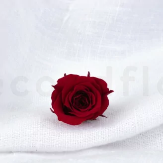 Rose Princess stabilis&eacute;e Bordeaux (x16)