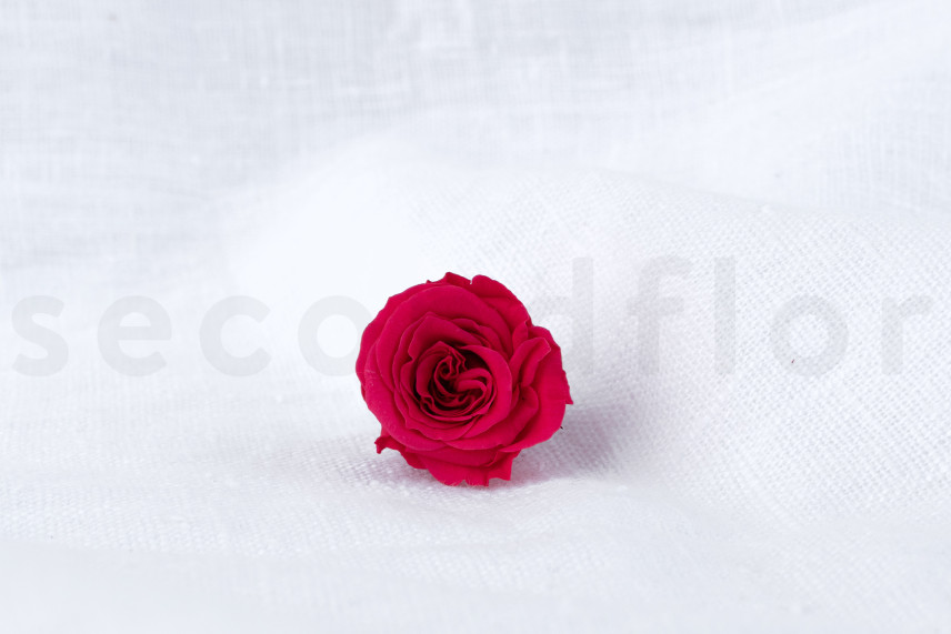 Rosa Princesa Preservada - Caja de 16 - Rosa Oscuro