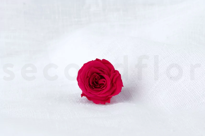 Rosa Princess stabilizzata Rosa (x16)
