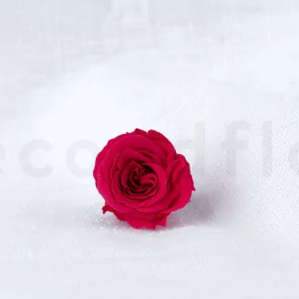 Rosa Princess stabilizzata Rosa (x16)