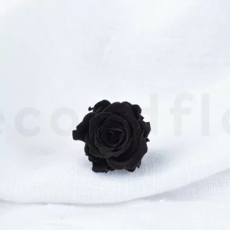 Rosa Princess stabilizzata Nero (x16)