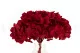 Konservierte Hortensie Rot 5