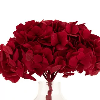 Hortensia stabilis&eacute; Rouge