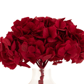 Hortensie Konserviert Kiara - Vibrant Red