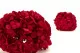 Konservierte Hortensie Rot 7
