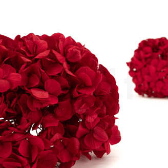 Ortensia stabilizzata Kiara - Vibrant Red
