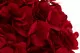 Hortensia stabilis&eacute; Rouge 2