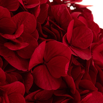 Hortensie Konserviert Kiara - Vibrant Red