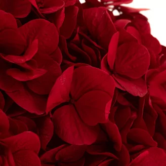 Ortensia stabilizzata Rosso