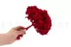 Hortensia stabilis&eacute; Rouge 3