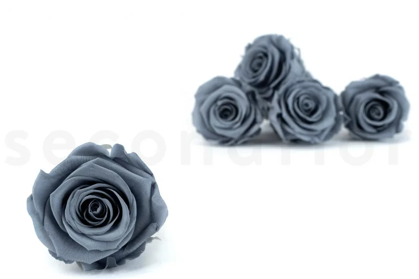 Rosa preservada Kiara XL - Caja de 6 - Night Shadow