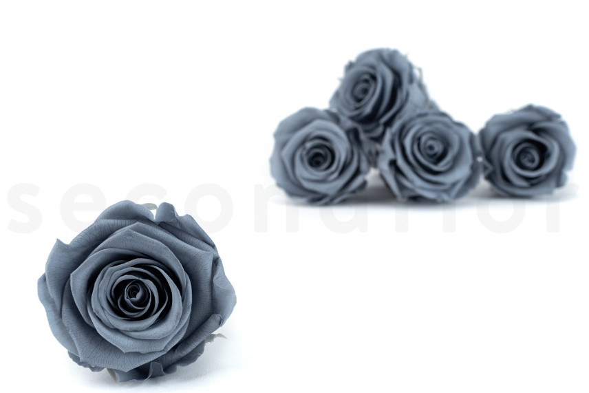 Rosa stabilizzata Kiara XL - Scatola da 6 - Night Shadow