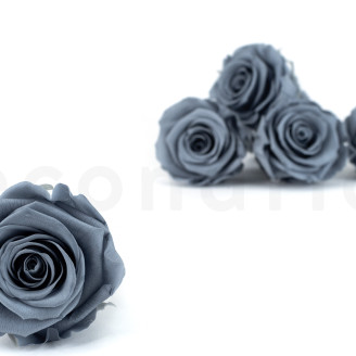 Stabilized rose Kiara XL - Box of 6 - Night Shadow