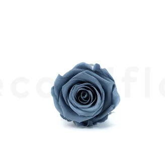 Preserved Rose XL Dark Grey (x6)