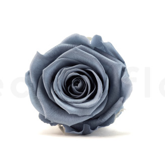 Stabilized rose Kiara XL - Box of 6 - Night Shadow