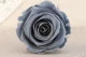 Preserved Rose XL Dark Grey (x6) 2