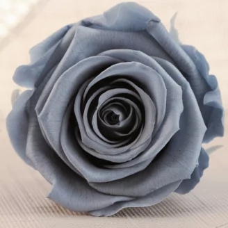 Rosa stabilizzata L Grigio Scuro (x6)