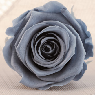 Stabilized rose Kiara XL - Box of 6 - Night Shadow