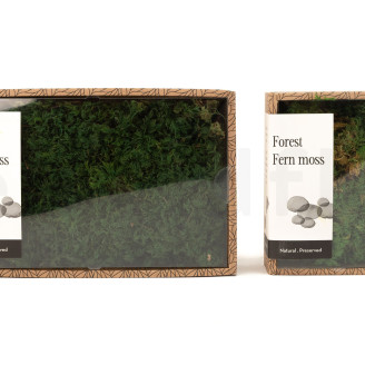 Musgo helecho preservado - Creabox M - Verde