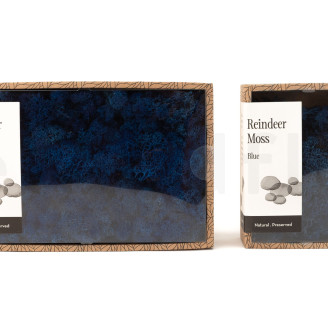 Liquen preservado - Creabox M - Royal Blue