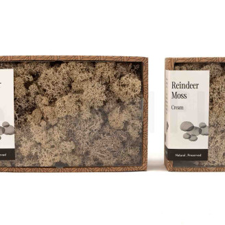 Islandmoos konserviert - Creabox M - Cream