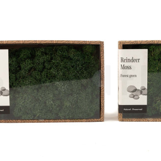 Liquen preservado - Creabox M - Forest Green