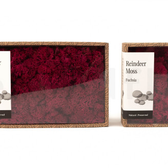 Liquen preservado - Creabox M - Fuchsia