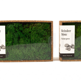 Liquen preservado - Creabox M - Nature Green