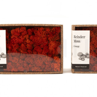 Liquen preservado - Creabox M - Naranja