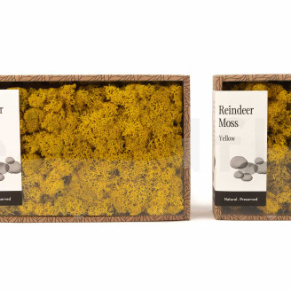 Lichen Stabilis&eacute; - Creabox M - Jaune